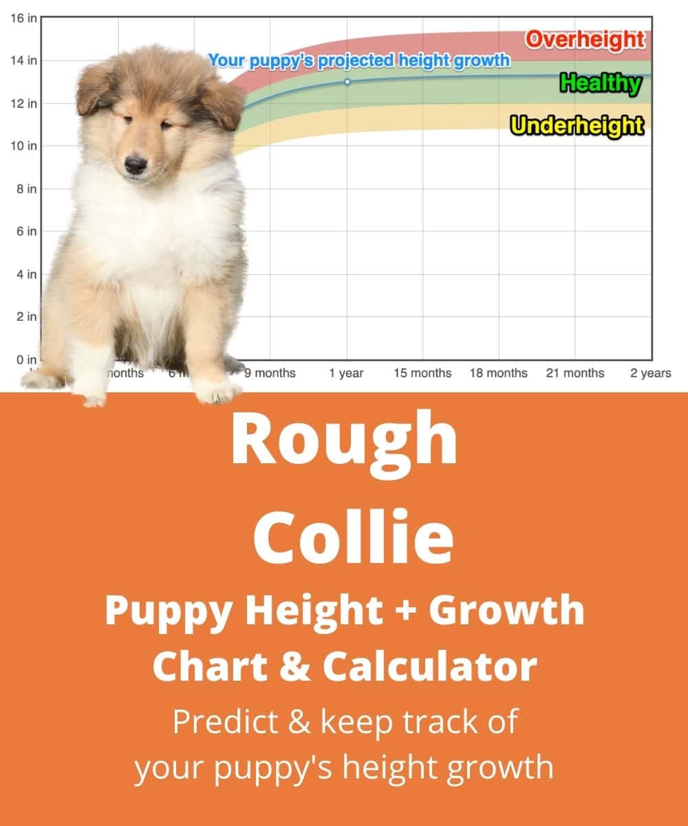 rough-collie Puppy height Growth Chart rough-collie Puppy height Growth Chart